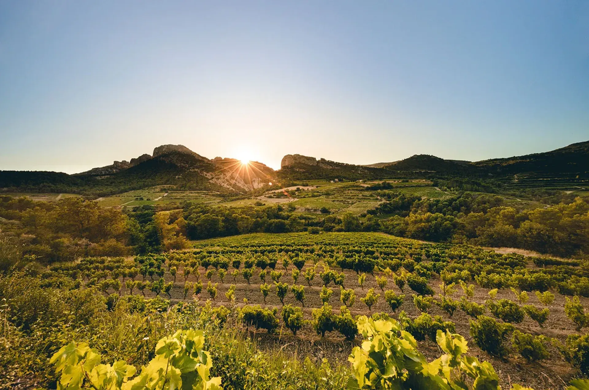 Domaine Saint Damien SAUREL Joe
