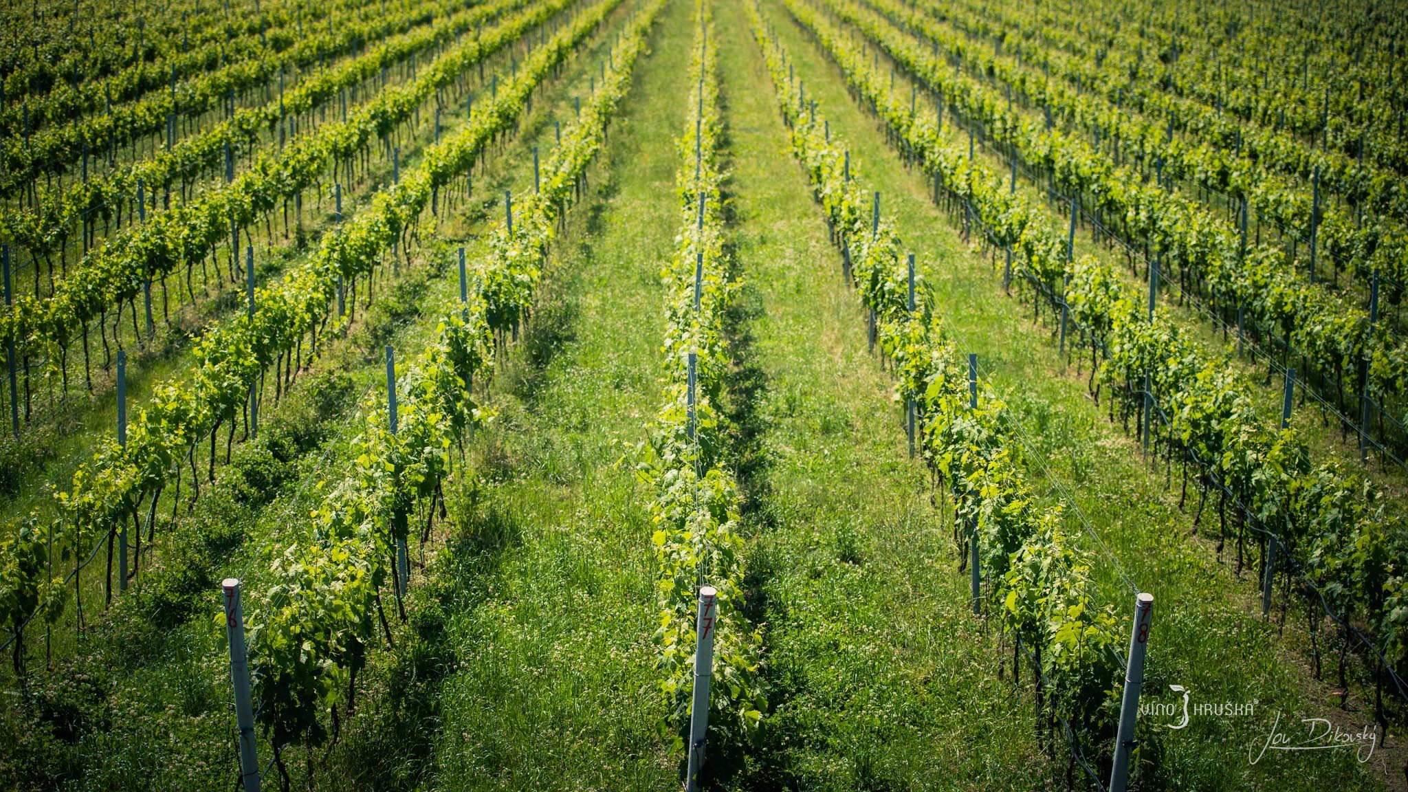Poloha vinohradu a složení půdy se projevuje v chuti vína.